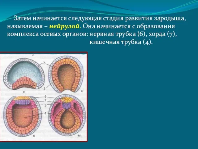 Затем начинается следующая стадия развития зародыша, называемая – нейрулой. Она начинается с