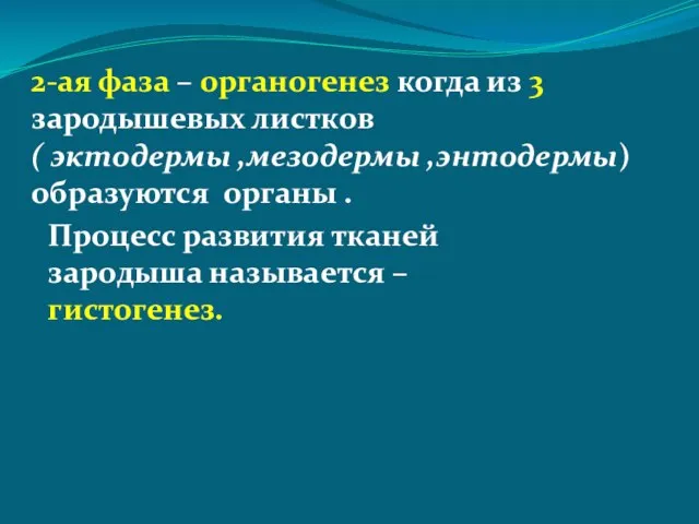 2-ая фаза – органогенез когда из 3 зародышевых листков ( эктодермы ,мезодермы