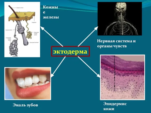 эктодерма Нервная система и органы чувств Эмаль зубов Эпидермис кожи Кожные железы