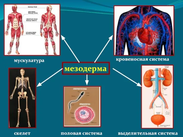 мезодерма мускулатура кровеносная система скелет выделительная система половая система