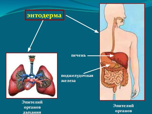 энтодерма Эпителий органов дыхания Эпителий органов пищеварения печень поджелудочная железа