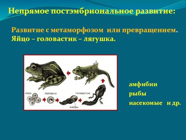 Непрямое постэмбриональное развитие: амфибии рыбы насекомые и др. Развитие с метаморфозом или