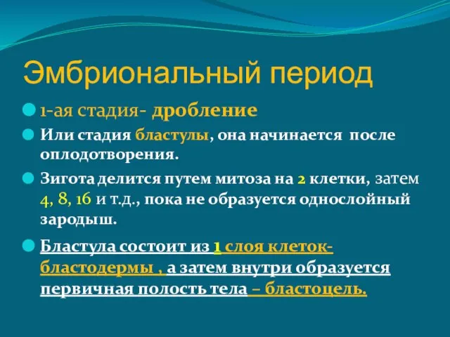 Эмбриональный период 1-ая стадия- дробление Или стадия бластулы, она начинается после оплодотворения.