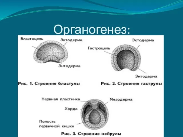 Органогенез: