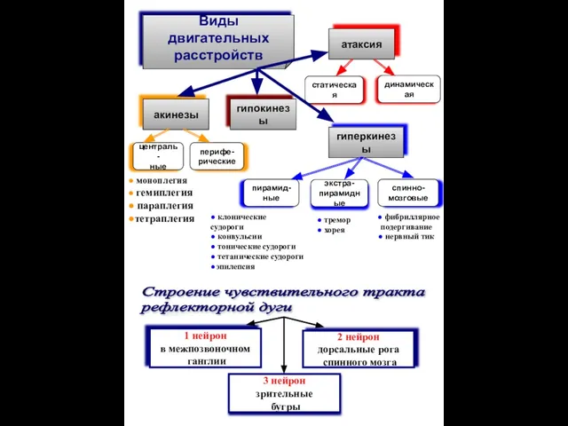 Виды двигательных расстройств атаксия гиперкинезы гипокинезы акинезы динамическая статическая ● моноплегия ●