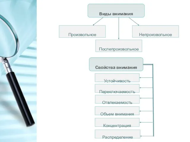 Виды внимания Произвольное Послепроизвольное Непроизвольное Свойства внимания Устойчивость Переключаемость Отвлекаемость Объем внимания Концентрация Распределение
