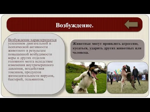 Возбуждение. Возбуждение характеризуется усилением двигательной и психической активности животного в результате повышенной