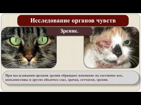 Исследование органов чувств Зрение. При исследовании органов зрения обращают внимание на состояние