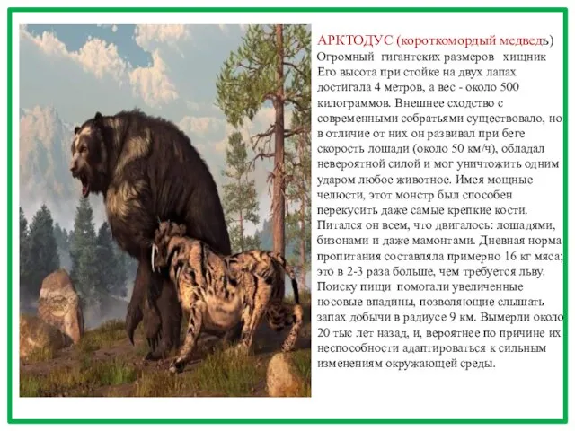 АРКТОДУС (короткомордый медведь) Огромный гигантских размеров хищник Его высота при стойке на