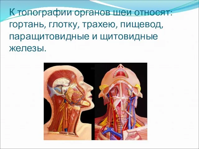 К топографии органов шеи относят: гортань, глотку, трахею, пищевод, паращитовидные и щитовидные железы.