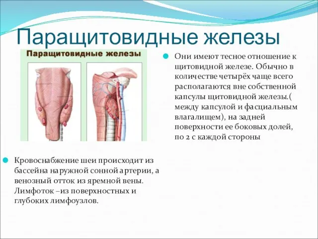 Паращитовидные железы Кровоснабжение шеи происходит из бассейна наружной сонной артерии, а венозный