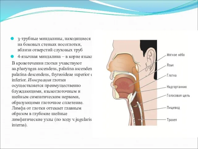 3-трубные миндалины, находящиеся на боковых стенках носоглотки, вблизи отверстий слуховых труб 4-язычная