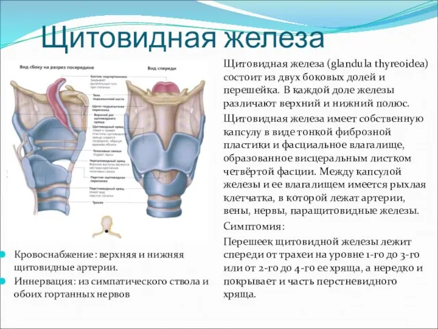 Щитовидная железа Щитовидная железа (glandula thyreoidea) состоит из двух боковых долей и