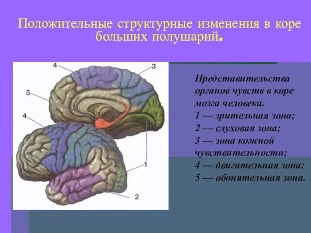 Положительные структурные изменения в коре больших полушарий.