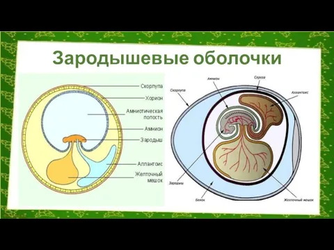 Зародышевые оболочки