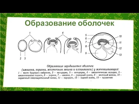 Образование оболочек