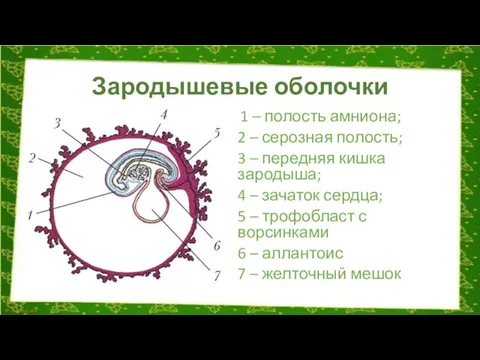 Зародышевые оболочки 1 – полость амниона; 2 – серозная полость; 3 –