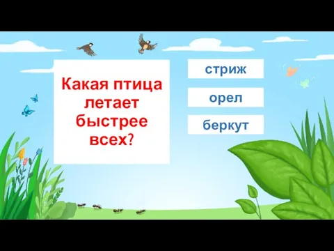 Какая птица летает быстрее всех? стриж орел беркут