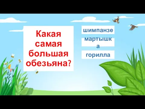 Какая самая большая обезьяна? горилла мартышка шимпанзе