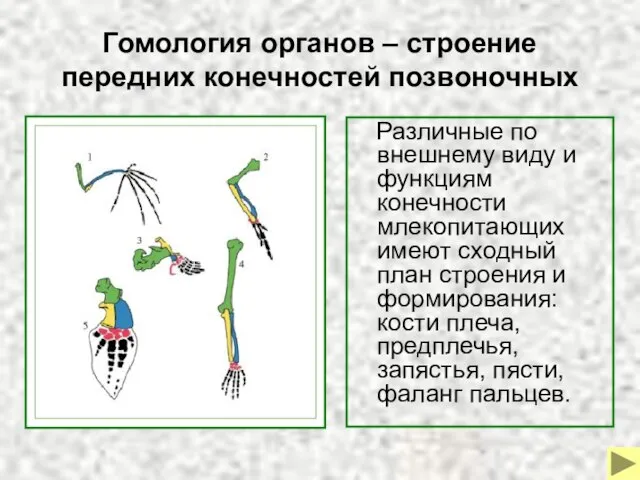 Гомология органов – строение передних конечностей позвоночных Различные по внешнему виду и