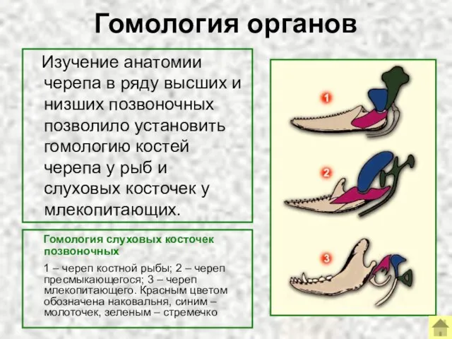 Гомология органов Гомология слуховых косточек позвоночных 1 – череп костной рыбы; 2