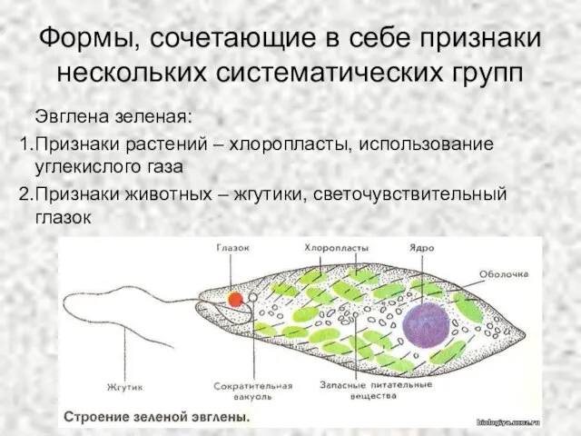 Формы, сочетающие в себе признаки нескольких систематических групп Эвглена зеленая: Признаки растений