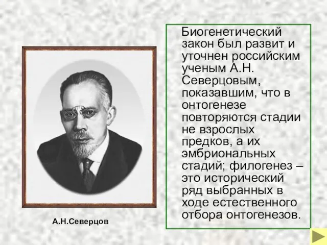 Биогенетический закон был развит и уточнен российским ученым А.Н.Северцовым, показавшим, что в