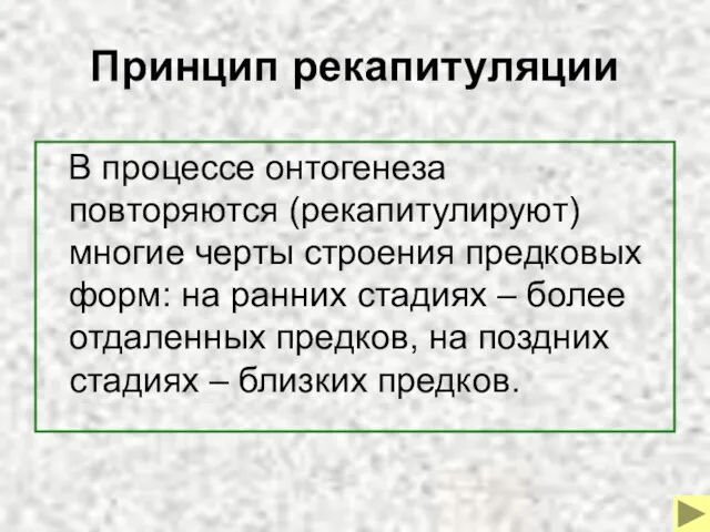 Принцип рекапитуляции В процессе онтогенеза повторяются (рекапитулируют) многие черты строения предковых форм: