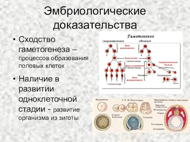 Эмбриологические доказательства Сходство гаметогенеза – процессов образования половых клеток Наличие в развитии