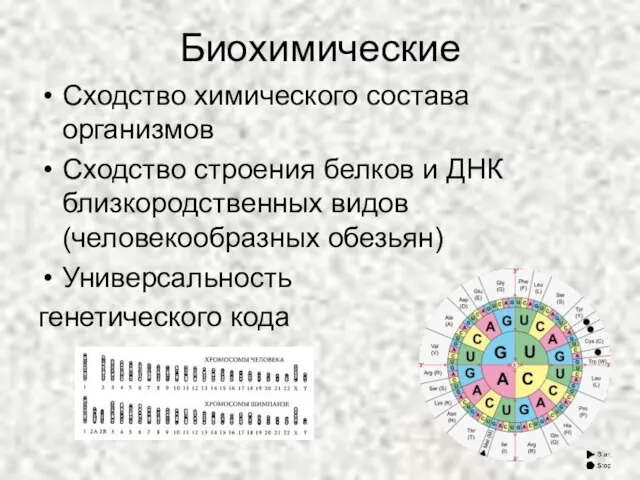 Биохимические Сходство химического состава организмов Сходство строения белков и ДНК близкородственных видов