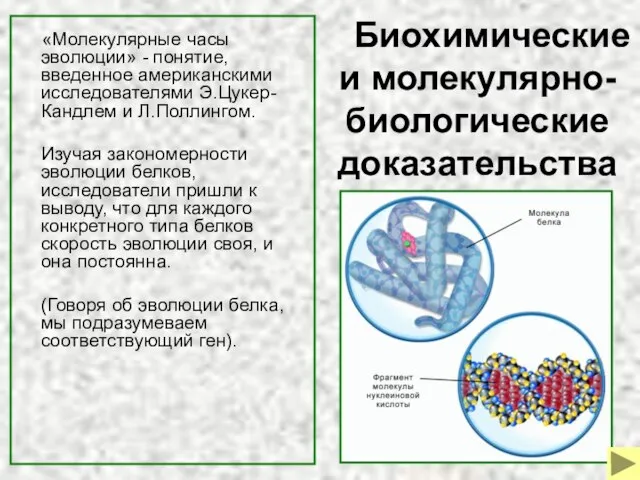 Биохимические и молекулярно-биологические доказательства «Молекулярные часы эволюции» - понятие, введенное американскими исследователями