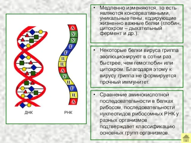 Медленно изменяются, то есть являются консервативными, уникальные гены, кодирующие жизненно важные белки