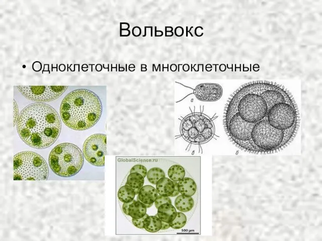 Вольвокс Одноклеточные в многоклеточные