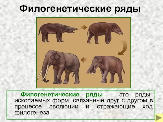 Филогенетические ряды Филогенетические ряды – это ряды ископаемых форм, связанные друг с