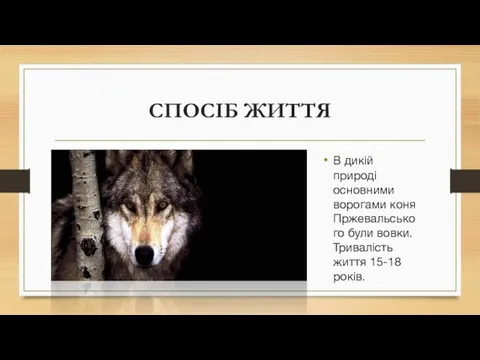 СПОСІБ ЖИТТЯ В дикій природі основними ворогами коня Пржевальського були вовки. Тривалість життя 15-18 років.