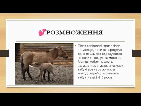 ?РОЗМНОЖЕННЯ Після вагітності, тривалістю 12 місяців, кобила народжує одне лоша, яке одразу