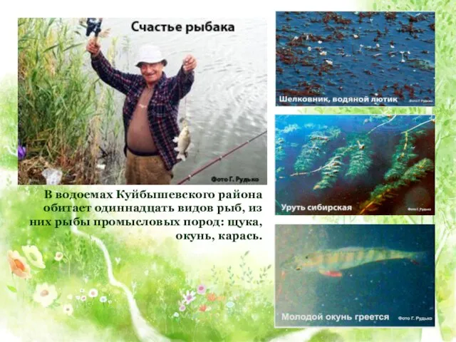 В водоемах Куйбышевского района обитает одиннадцать видов рыб, из них рыбы промысловых пород: щука, окунь, карась.