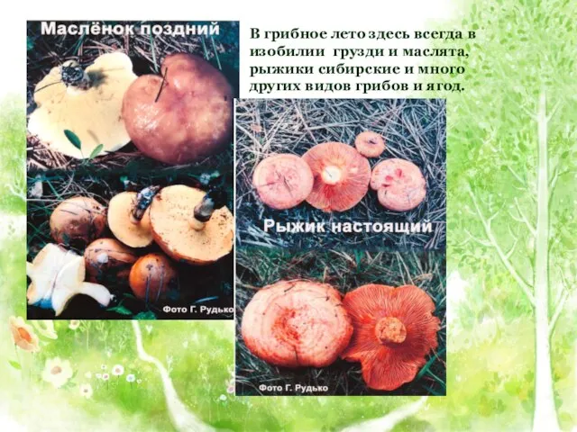 В грибное лето здесь всегда в изобилии грузди и маслята, рыжики сибирские