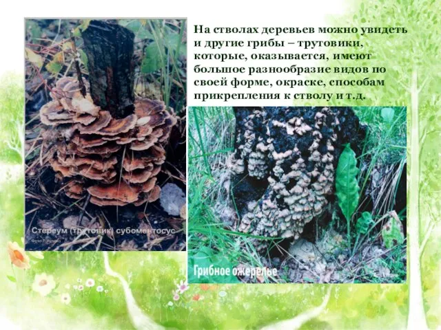 На стволах деревьев можно увидеть и другие грибы – трутовики, которые, оказывается,