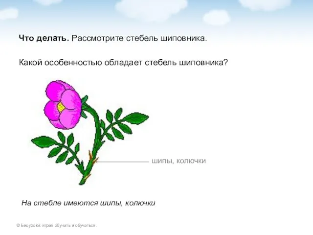 Что делать. Рассмотрите стебель шиповника. Какой особенностью обладает стебель шиповника? На стебле имеются шипы, колючки