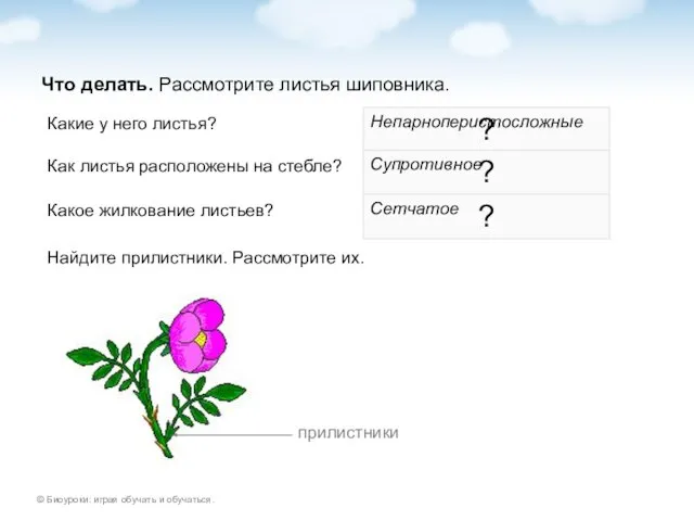 Что делать. Рассмотрите листья шиповника. Какие у него листья? ? Непарноперистосложные Как