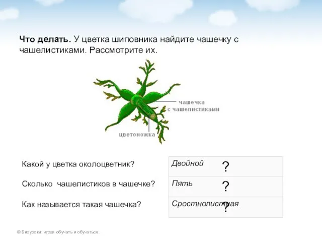 Что делать. У цветка шиповника найдите чашечку с чашелистиками. Рассмотрите их. Какой