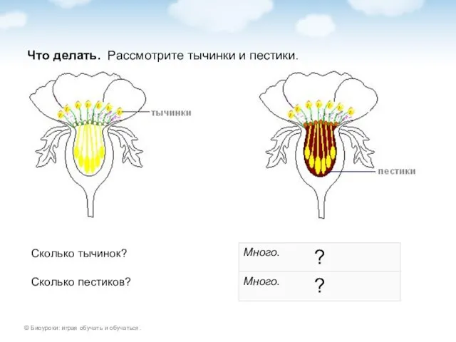 Что делать. Рассмотрите тычинки и пестики. Сколько тычинок? ? Много. Сколько пестиков? ? Много.