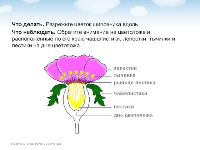 Что делать. Разрежьте цветок шиповника вдоль. Что наблюдать. Обратите внимание на цветоложе