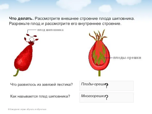 Что делать. Рассмотрите внешнее строение плода шиповника. Разрежьте плод и рассмотрите его