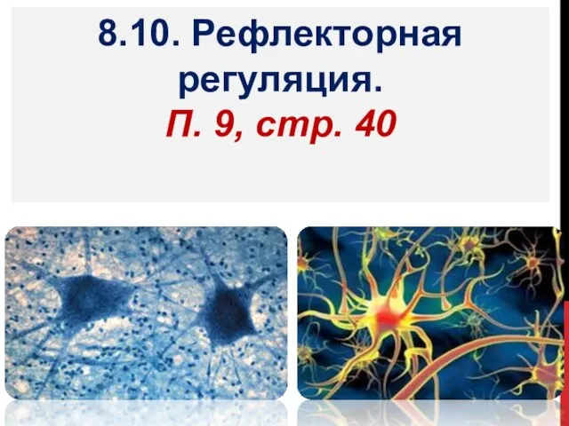 8.10. Рефлекторная регуляция. П. 9, стр. 40