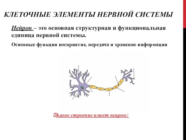 КЛЕТОЧНЫЕ ЭЛЕМЕНТЫ НЕРВНОЙ СИСТЕМЫ Нейрон – это основная структурная и функциональная единица