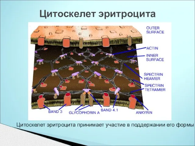 Цитоскелет эритроцита Цитоскелет эритроцита принимает участие в поддержании его формы