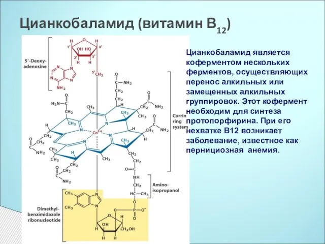 Цианкобаламид (витамин В12) Цианкобаламид является коферментом нескольких ферментов, осуществляющих перенос алкильных или