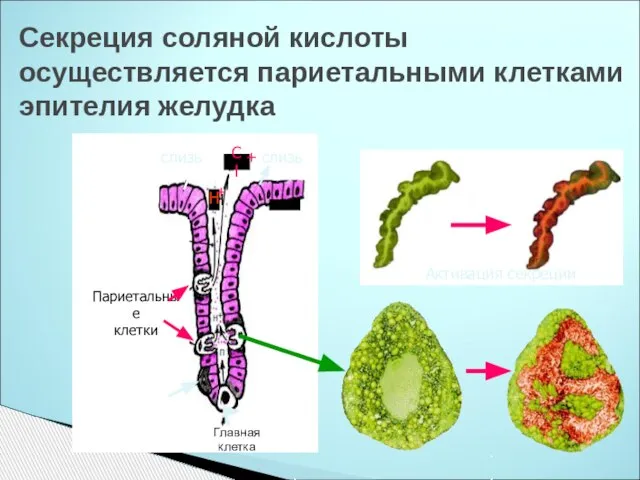 Секреция соляной кислоты осуществляется париетальными клетками эпителия желудка слизь слизь Париетальные клетки